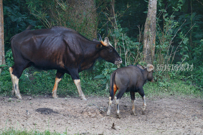 动物:成年野牛，也称为印度野牛(Bos gaurus)和幼年野牛。